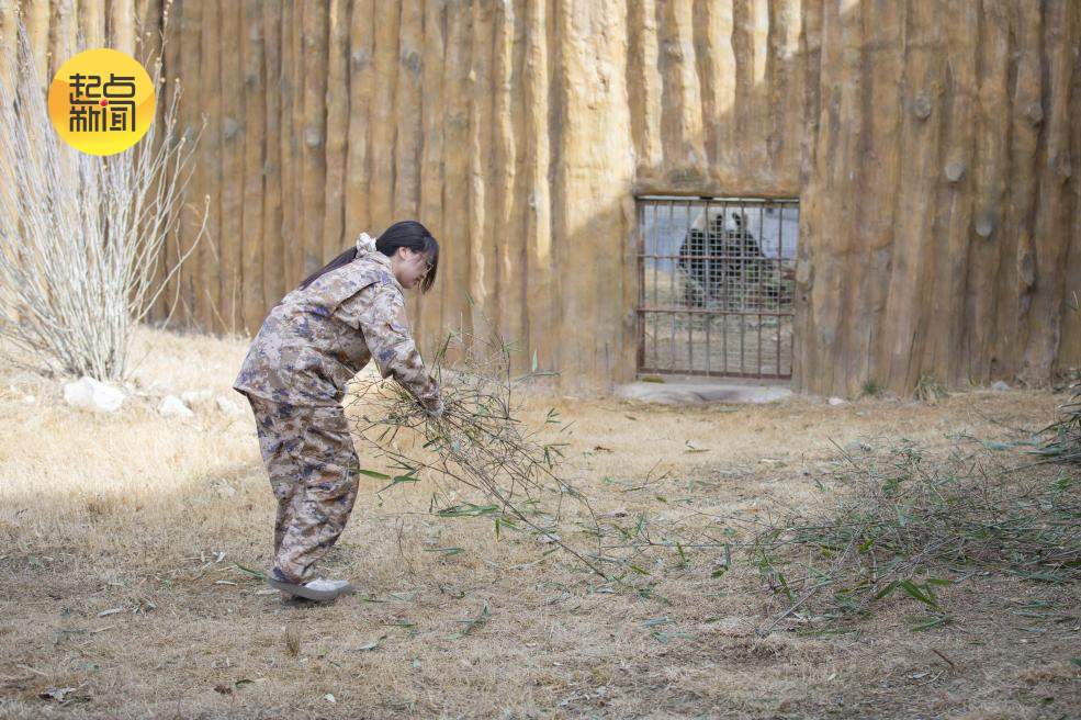 新春走基层丨秦岭深处的“熊猫妈妈”