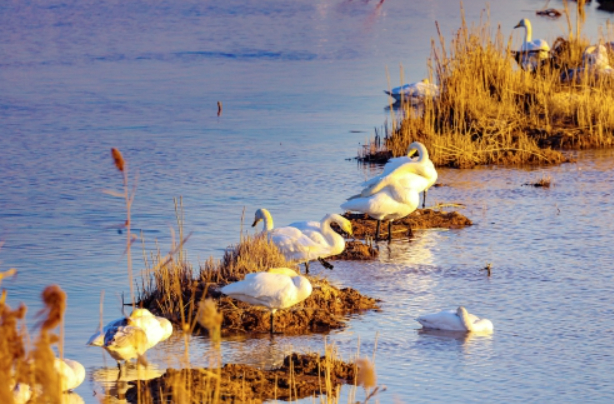 来济越冬大天鹅黄河湿地舞翩跹