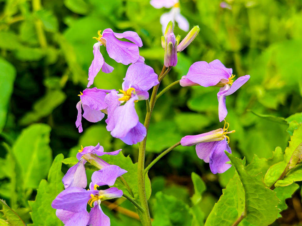 济南树荫下的二月兰开始绽放，紫色浪漫大片即将上演