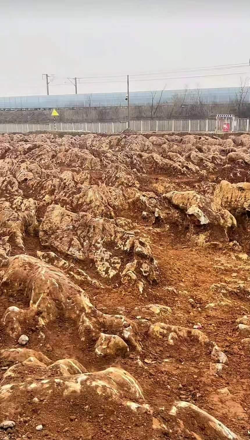 山东一地现石林奇观，下面有溶洞或黄金？当地：或为普通灰岩，可利用价值不大