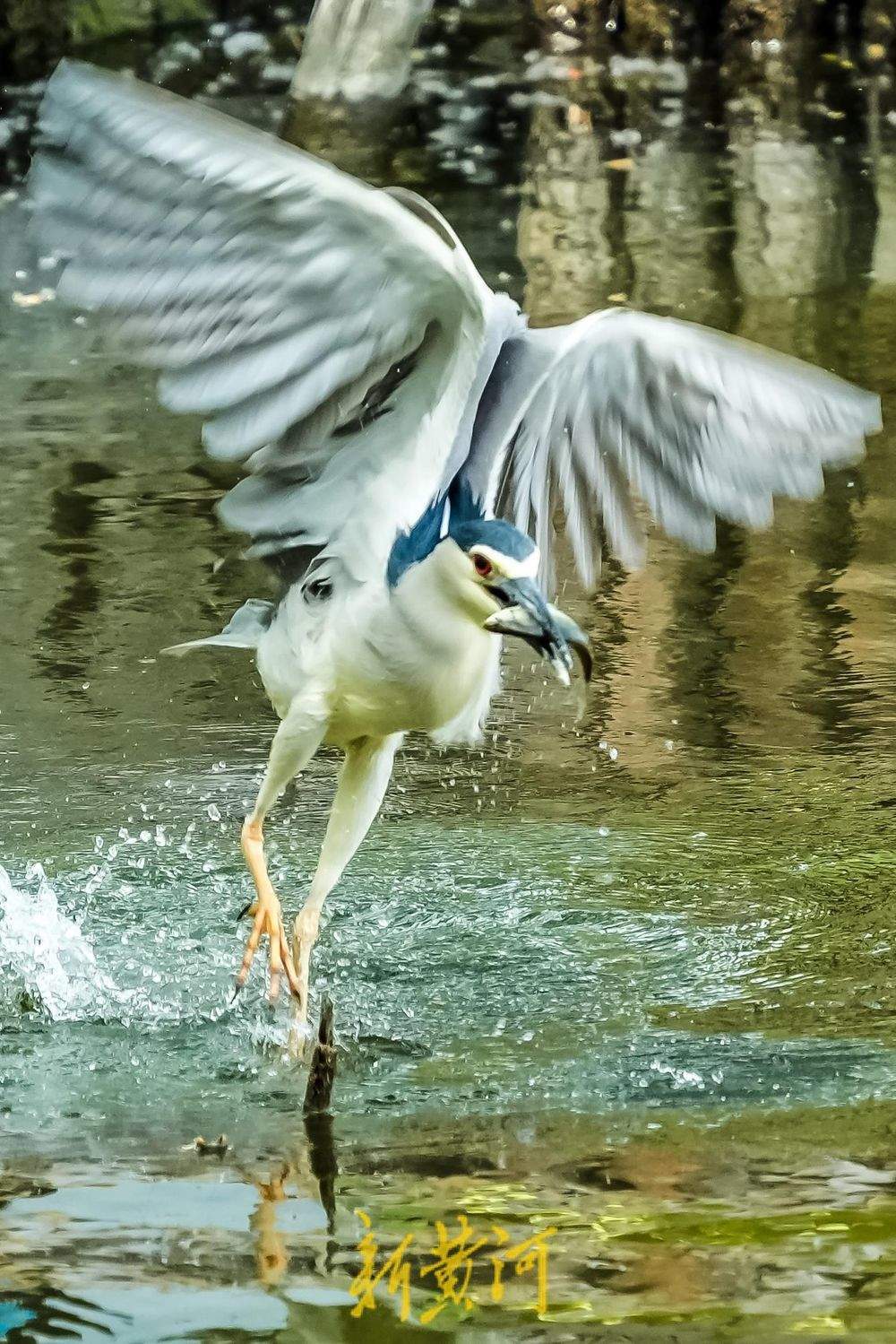 济南大明湖夜鹭翩跹，春意盎然绘就生态画卷