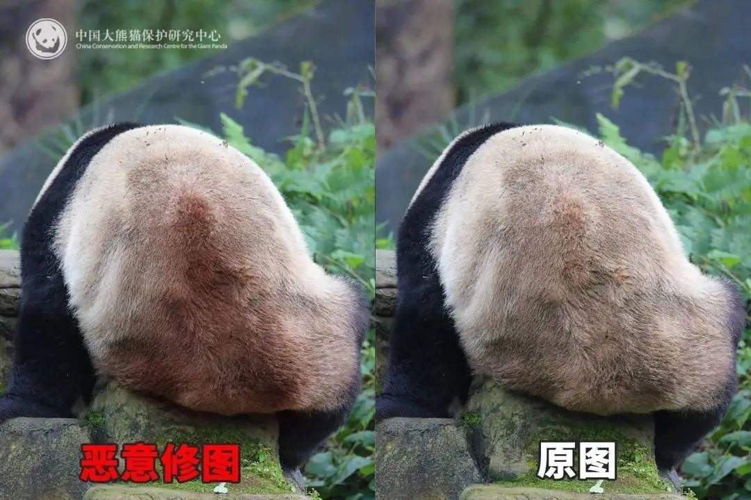 大熊猫背上有“血洞”？熊猫中心紧急发文