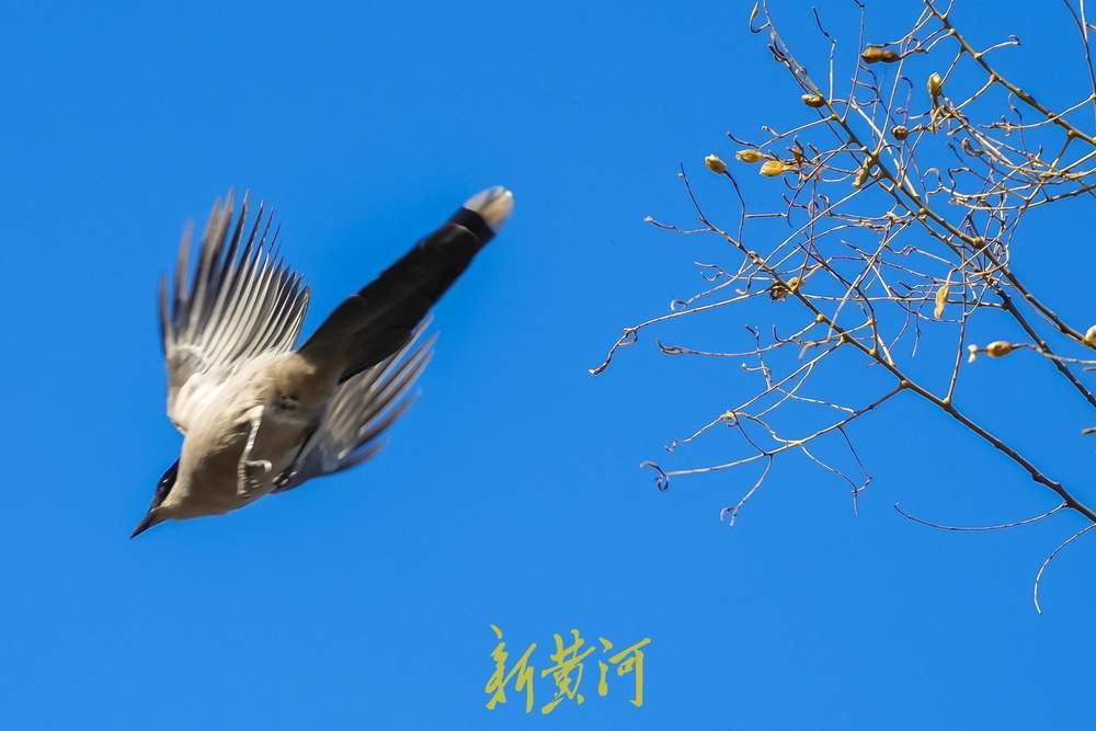 “泉”在济南过大年｜新春佳节，济南千佛山上鸟儿欢歌飞舞迎新年