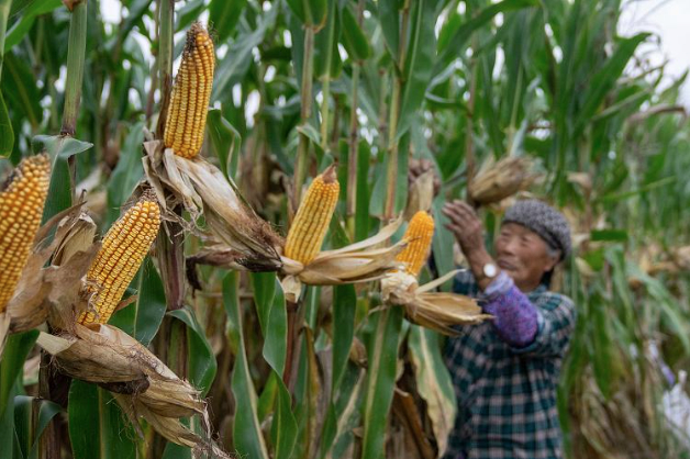 雨水暂无歇意！山东秋粮收获已过半 专家支招秋收秋种