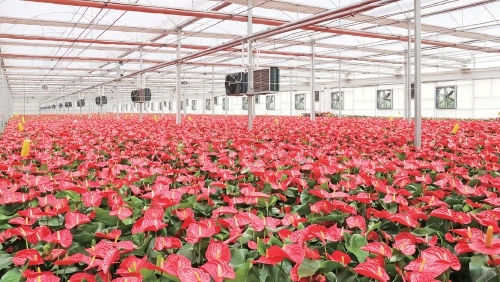 商河：一粒种子激活农业“芯”动能