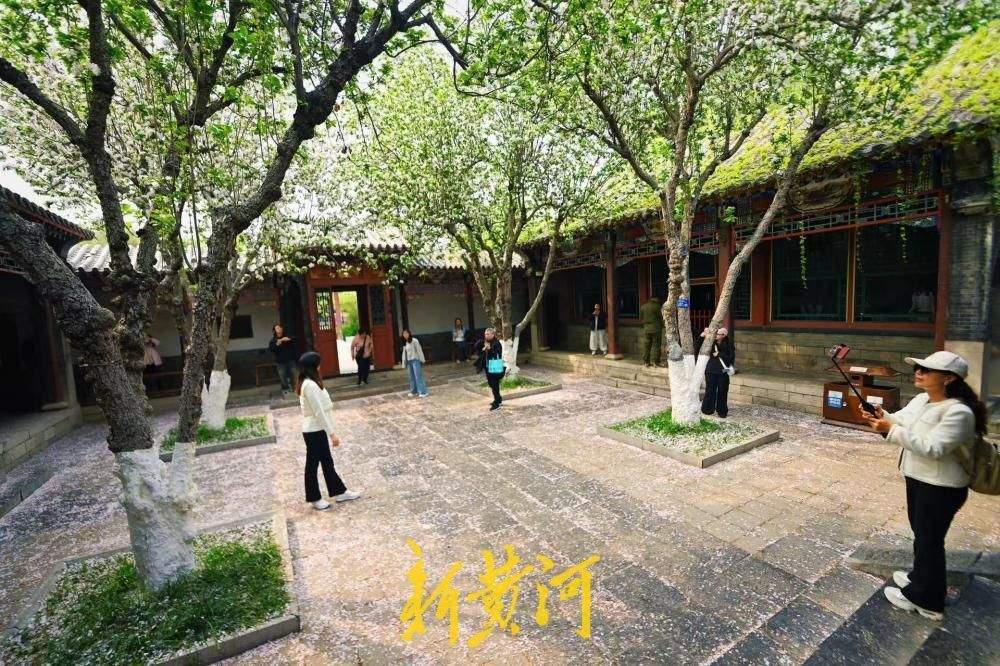 一年四季 泉在济南｜太惊艳！趵突泉公园万竹园里落下“海棠花雨”