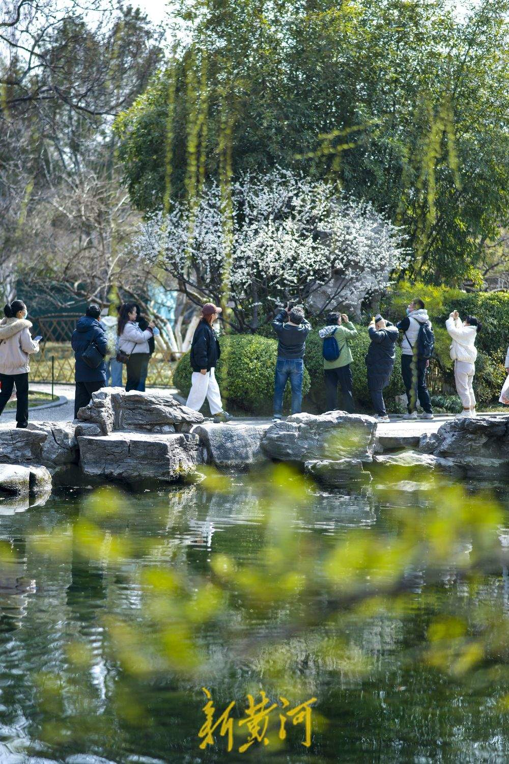 仲春时节开启“追花游”，济南踏青赏花热度攀升