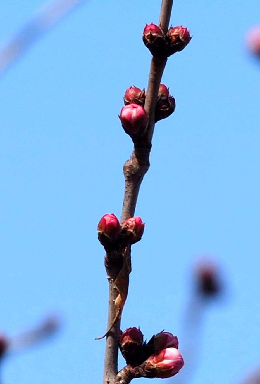 满园春色关不住，千佛山的山桃花马上就开了