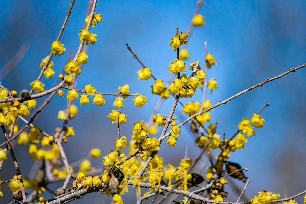大明湖畔蜡梅吐蕊如繁星，淡雅清馨报早春