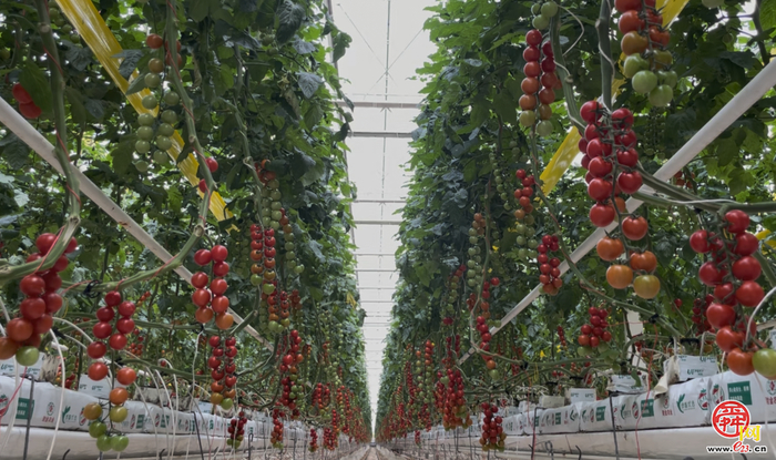 累计供热近20万吉焦！地热助农打赢寒潮下的“番茄保卫战”