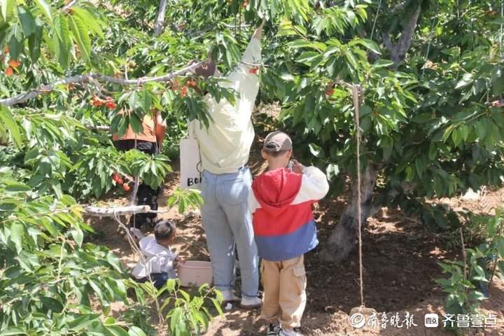 济南南部山区柳埠街道第17届大樱桃采摘文化旅游节正式开幕