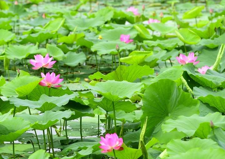 荷红叶绿满城香，明湖美景醉游人