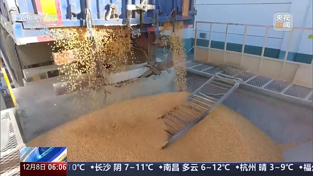 全国秋粮收购进入旺季 粮食加快“归仓”金融助力