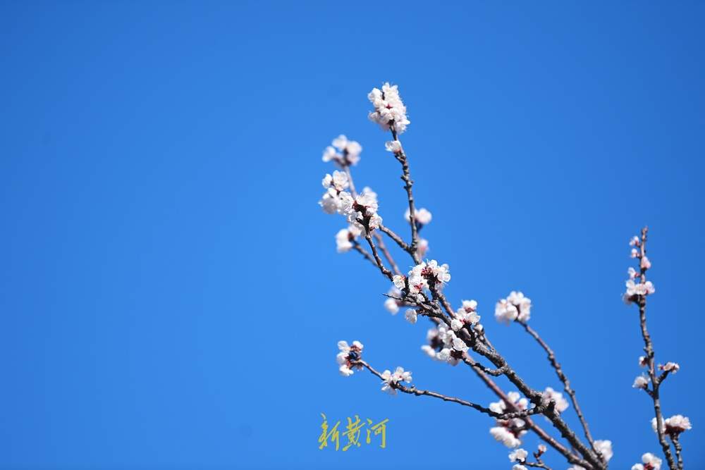 趵突泉万竹园杏花开 娇艳芬芳“醉”游人