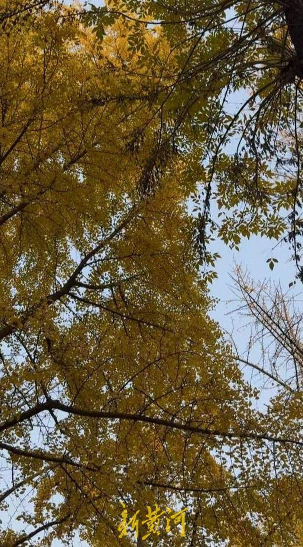 趵突泉换上初冬“限定皮肤” 菊花+银杏,氛围感拉满了