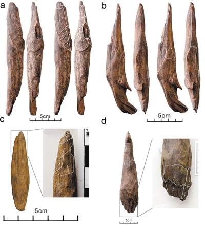 30万年前的远古人类都吃什么？