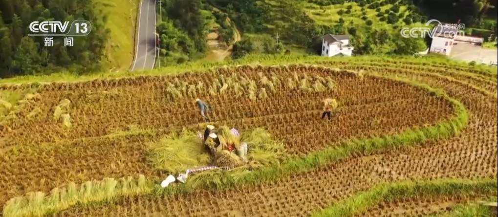 稻谷金黄、鱼虾满仓 金秋时节“丰”光无限一派繁忙景象