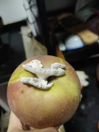 昆明寄来的“果菌王”后代，就这么水灵灵地吃上了！