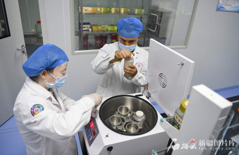 环着沙漠看新疆丨沙漠植物变“护肤宝贝”