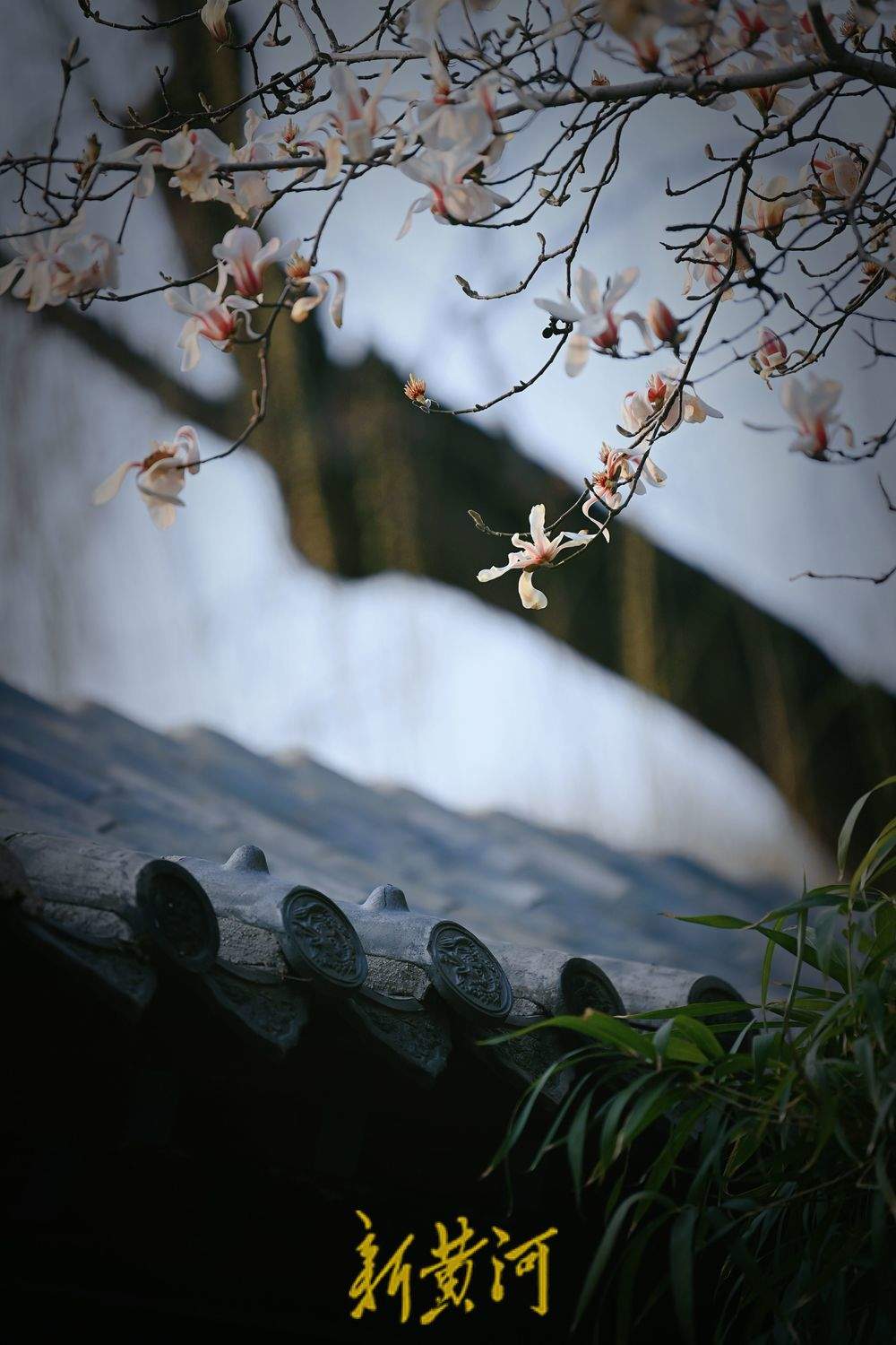 泉城气温持续回暖  趵突泉畔玉兰花开满目春