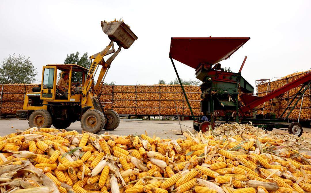 无人机腾空“抢金”,科技秋收加速