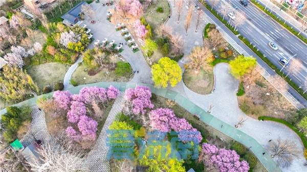 花开“梅”好时节，济南这处社区公园的美藏不住了