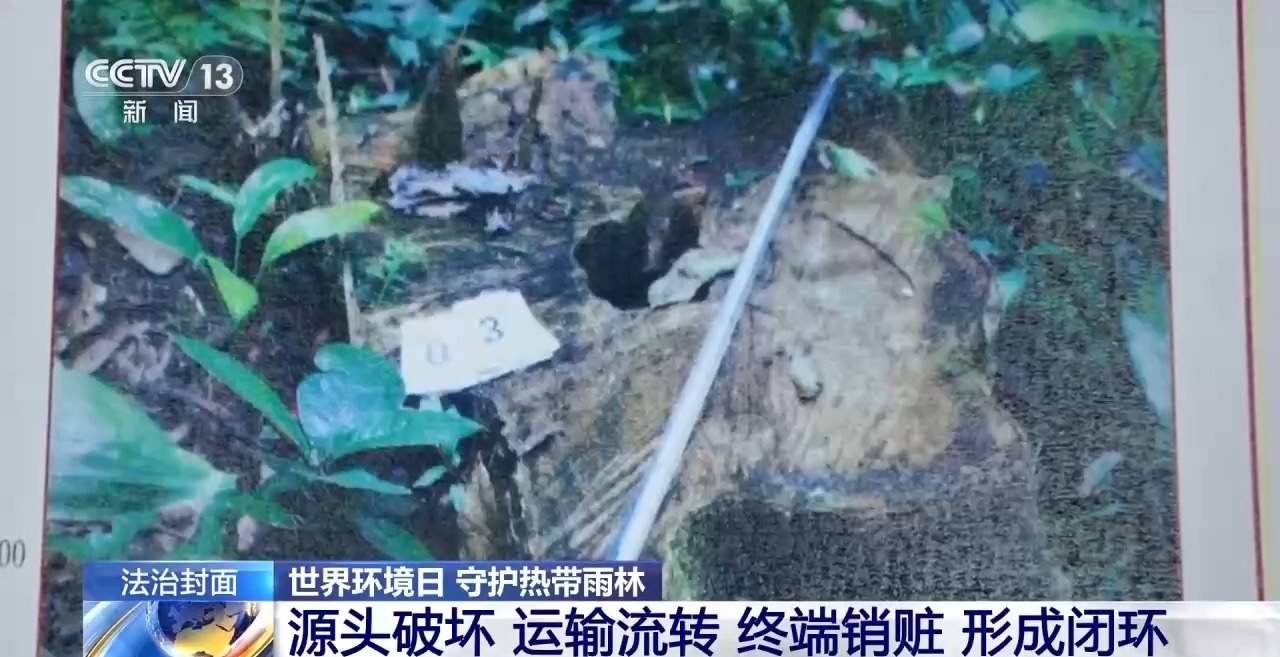 结伙徒步进山 多次在国家公园盗伐珍贵名木 26人被判刑