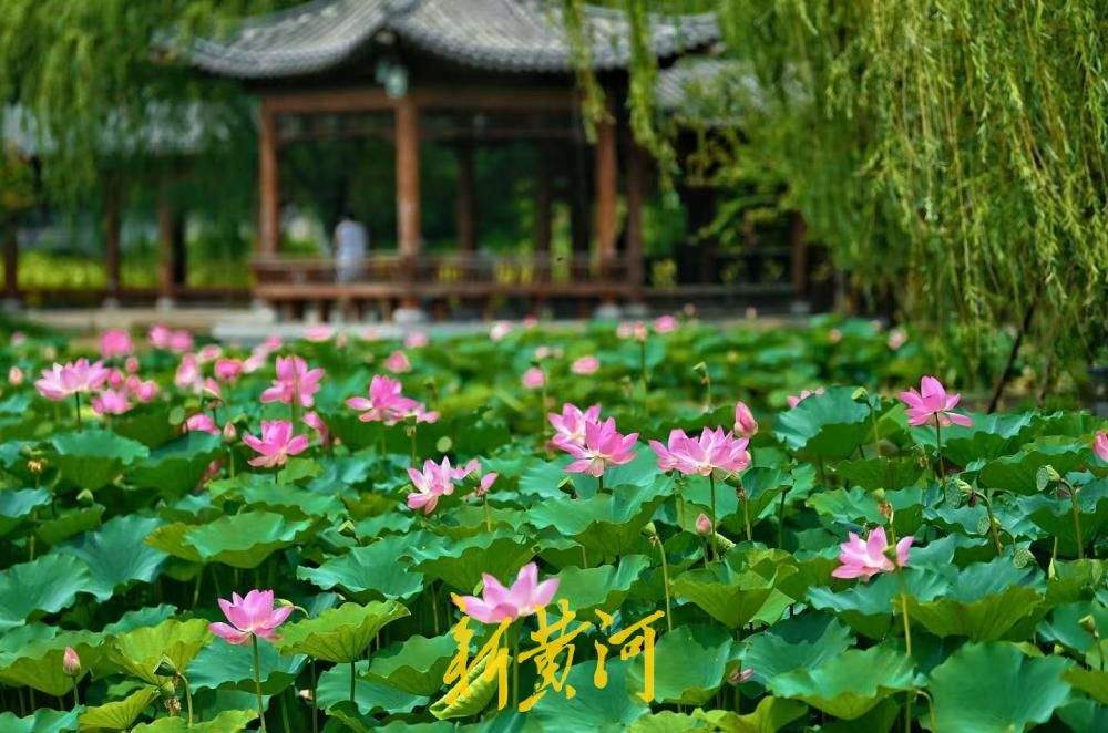 山湖入画 洋涓湖荷花盛放与药山相映成趣