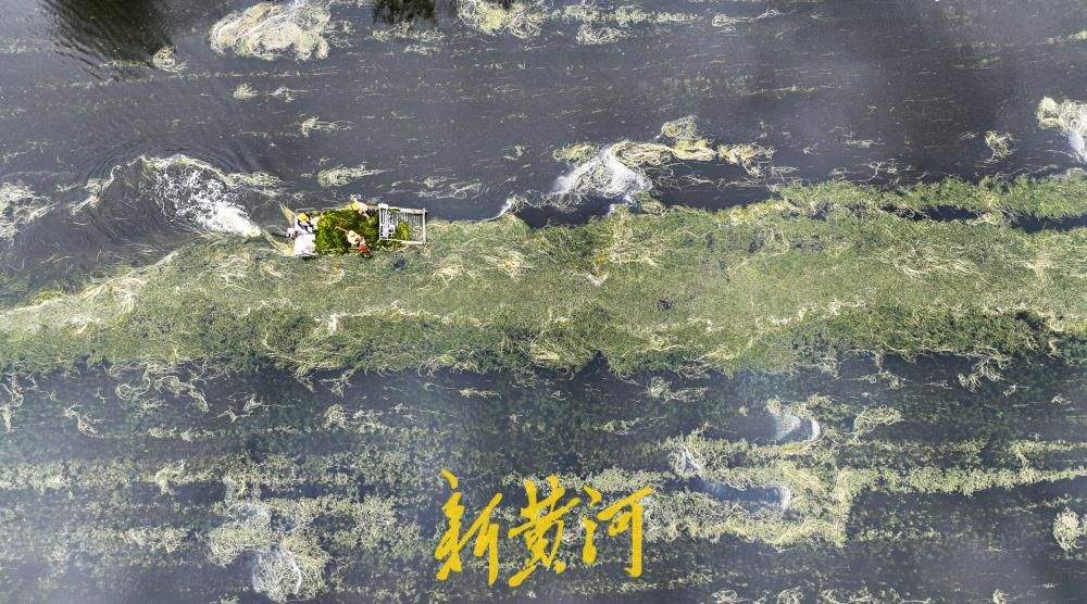 腊山分洪道水草进入生长旺季 打捞船河面穿梭作业清理