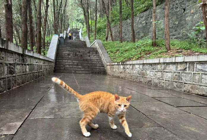 “泉”在济南享金秋｜因“悟空”爆火的四门塔，还有个绰号叫“猫猫寺”