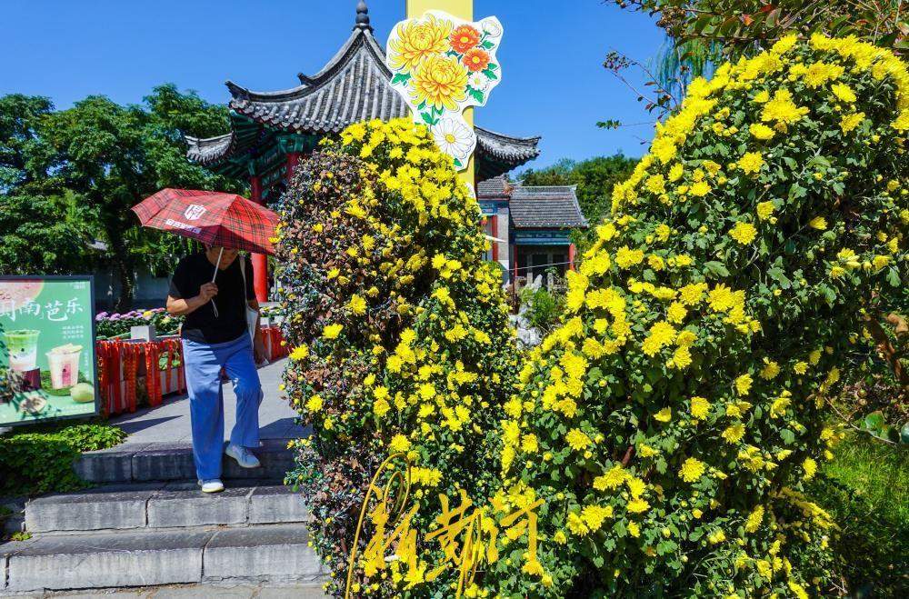 济南大明湖月下亭金秋菊花展启幕