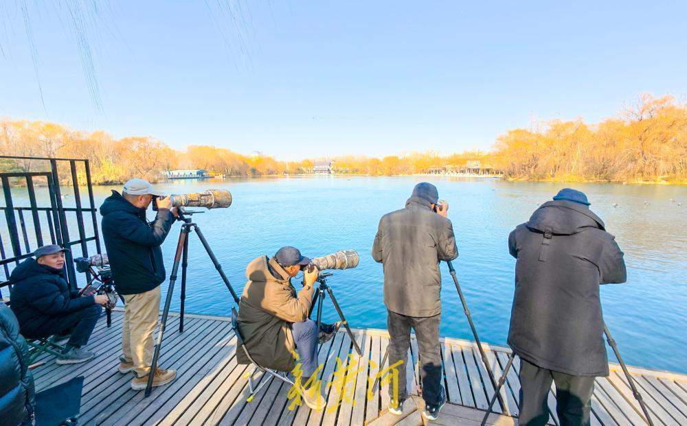 泉水汇聚变身鸟类乐园 济南大明湖引摄影者与候鸟和谐互动