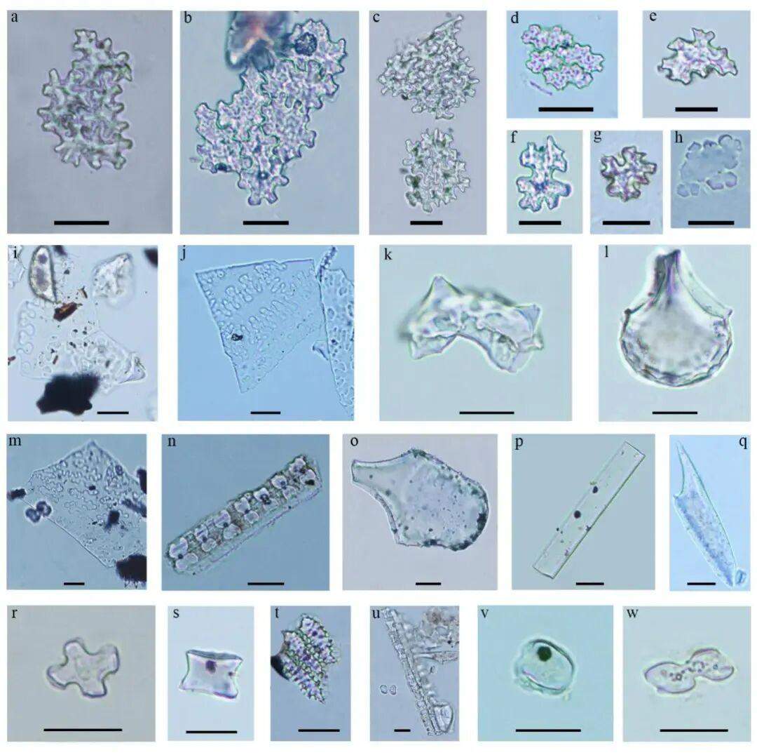 山大证实，淡出餐桌的麻，4000年前曾是北方主粮