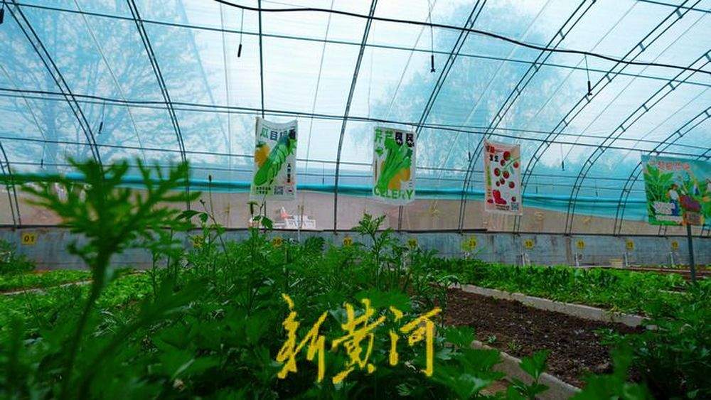 回村喽！90后夫妻逃离城市，打造治愈系“共享菜园”