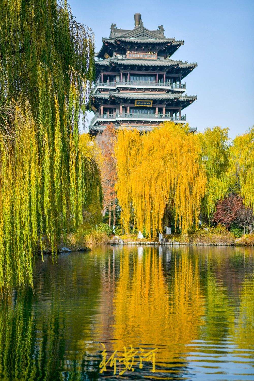 冬日暖阳映照大明湖 金黄垂柳装点济南“秋韵冬景”