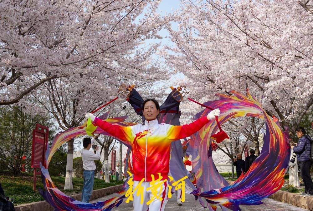 一年四季 泉在济南丨滨湖广场700余株樱花进入最佳观赏期