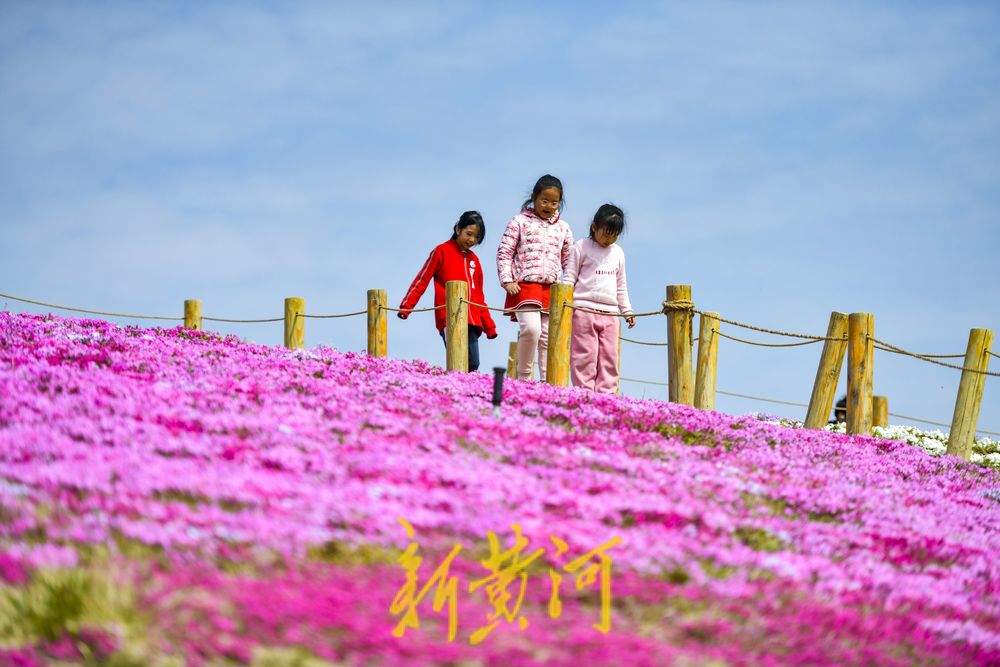 “泉”在济南过五一｜济南牧牛山公园福禄考花盛开