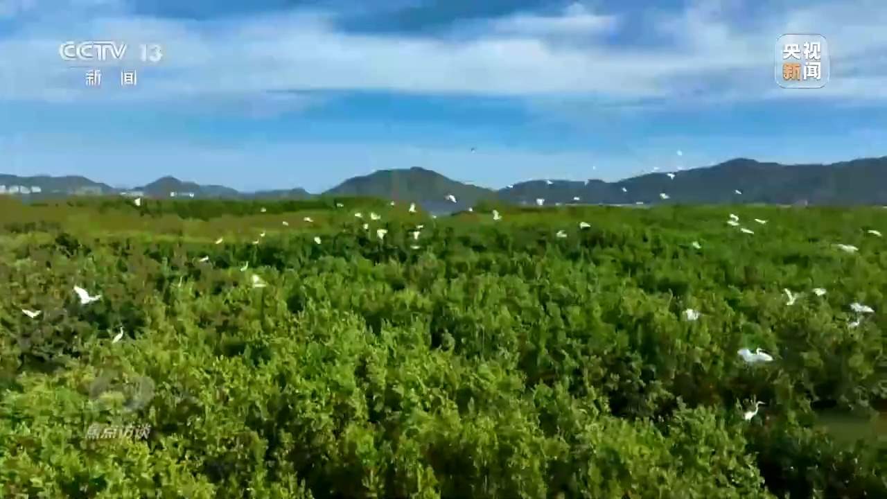 焦点访谈丨保护海洋生态 守好人海和谐的蓝色家园