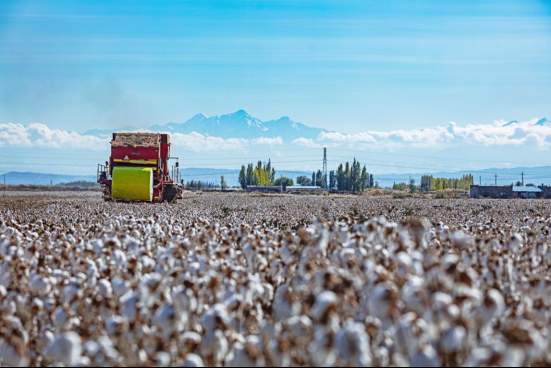 融媒·先锋｜济南智造，补上中国棉业关键一环——天山脚下，天鹅飞来