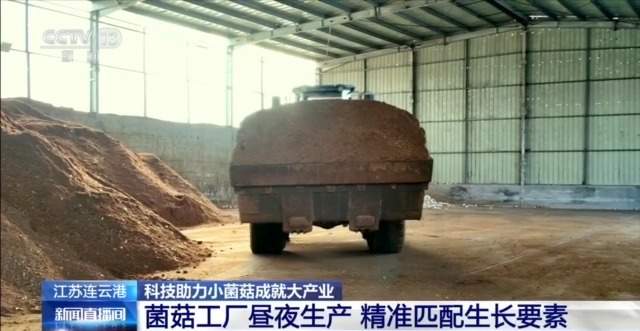 自主育种+智能生产双轮驱动 小菌菇也做成大产业