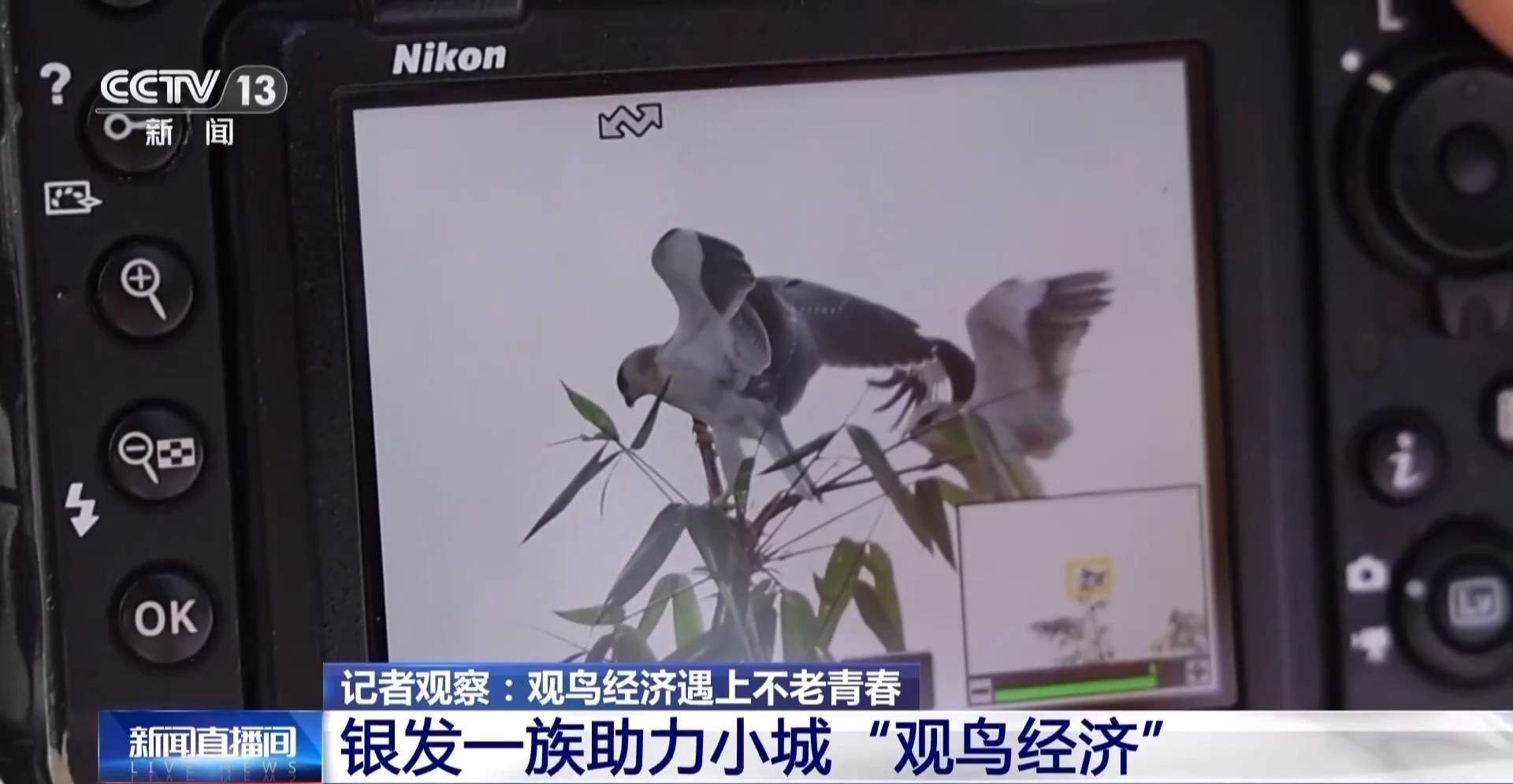 公园长满“打鸟”大爷 银发一族助力小城“观鸟经济”