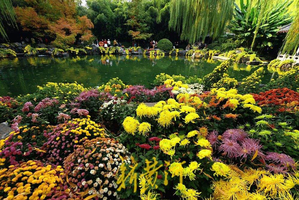 多彩菊花绽放趵突泉畔，扮靓初冬泉城