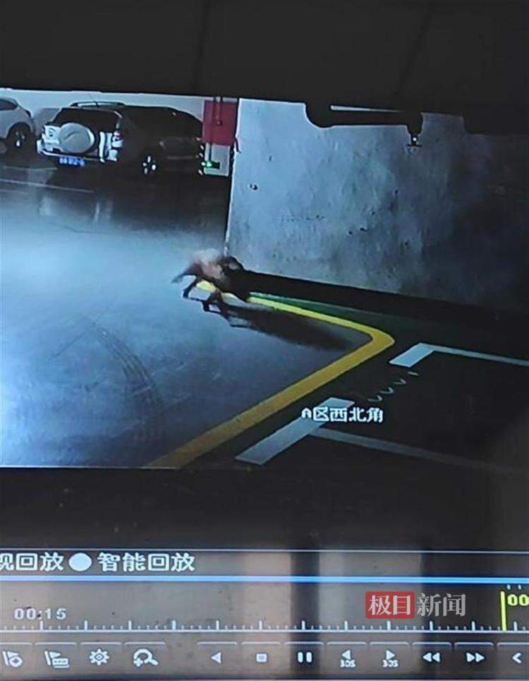 武汉一小区现野猪 社区提醒：切不可与之正面冲突