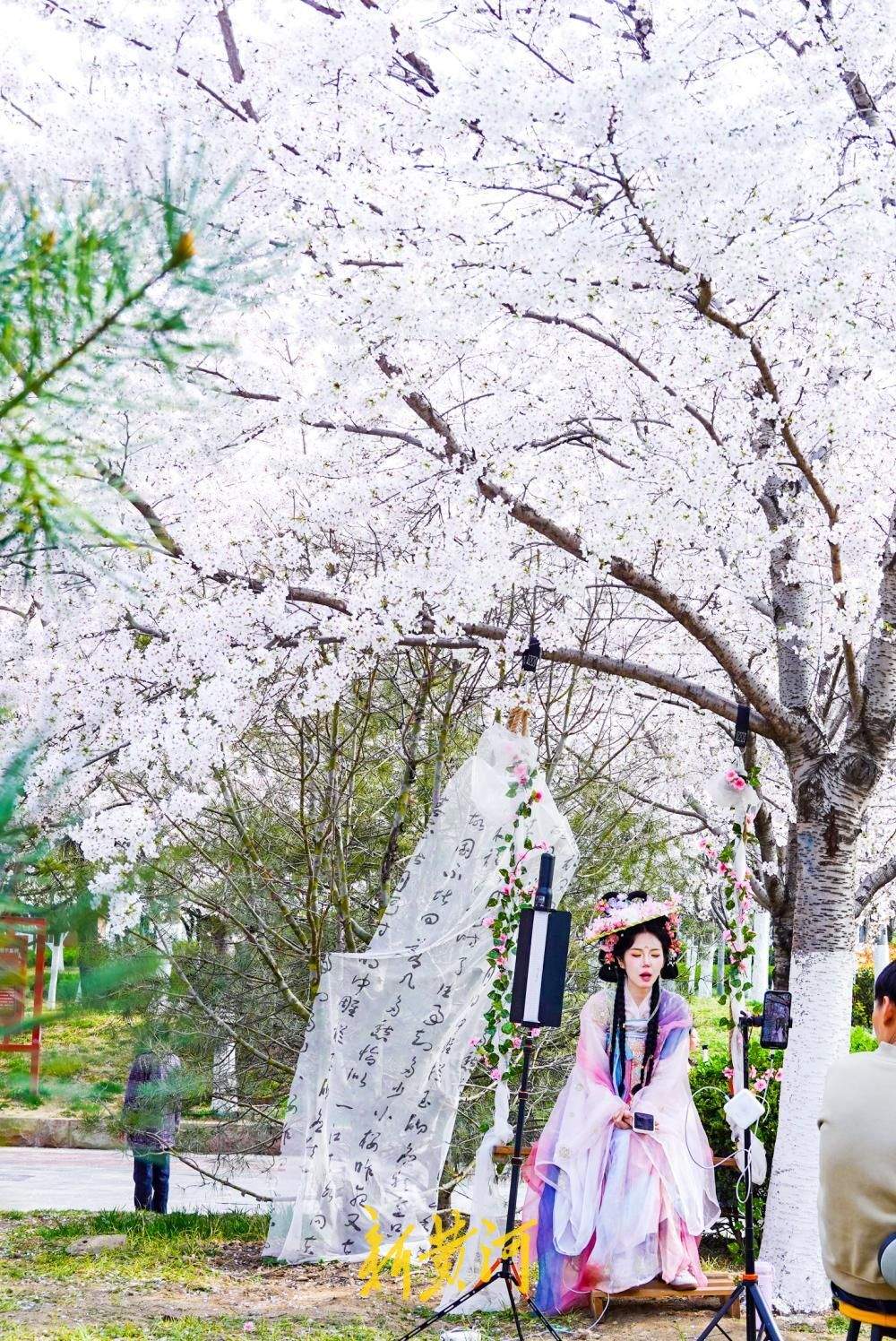 济南湖滨广场迎樱花盛花期，浪漫花海成春日打卡胜地