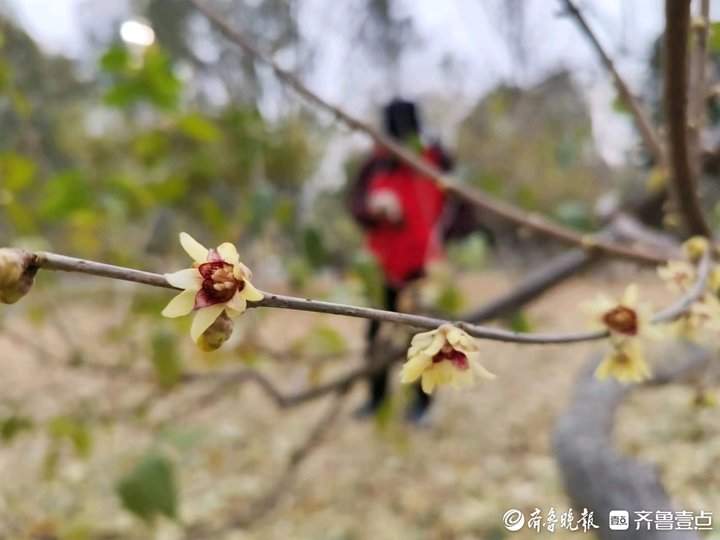 冬至将至，济南蜡梅迎寒怒放香气飘飘