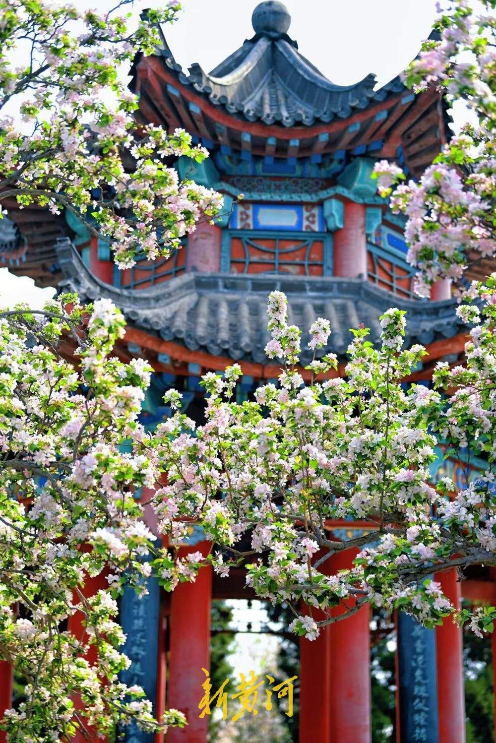 济南春日限定 大明湖得月亭旁海棠盛放惹人醉