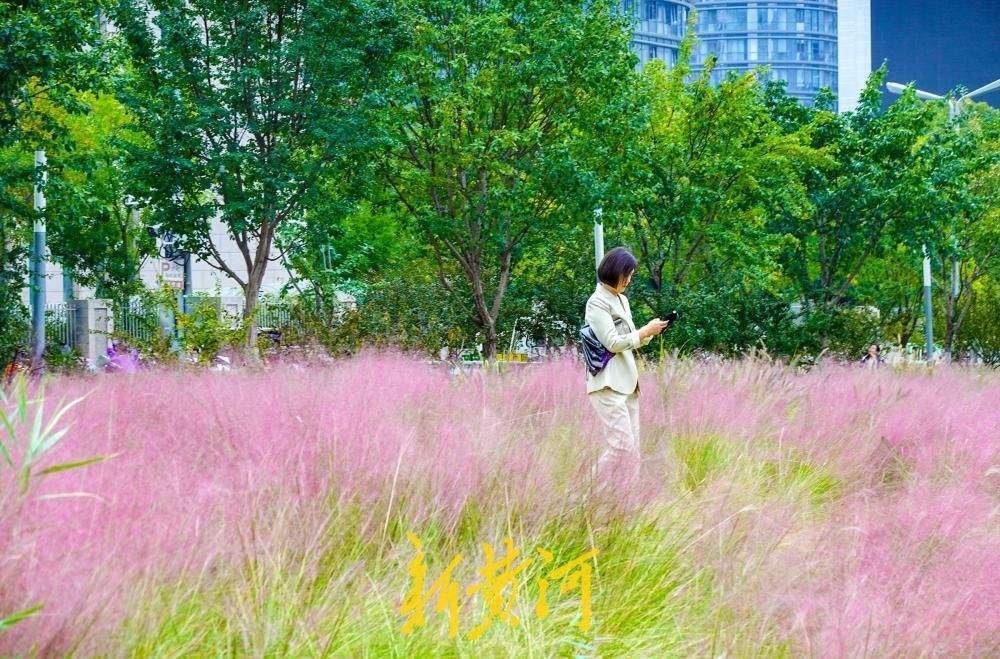 粉黛乱子草盛开，泉城人才公园织就秋日限定“粉色浪漫”
