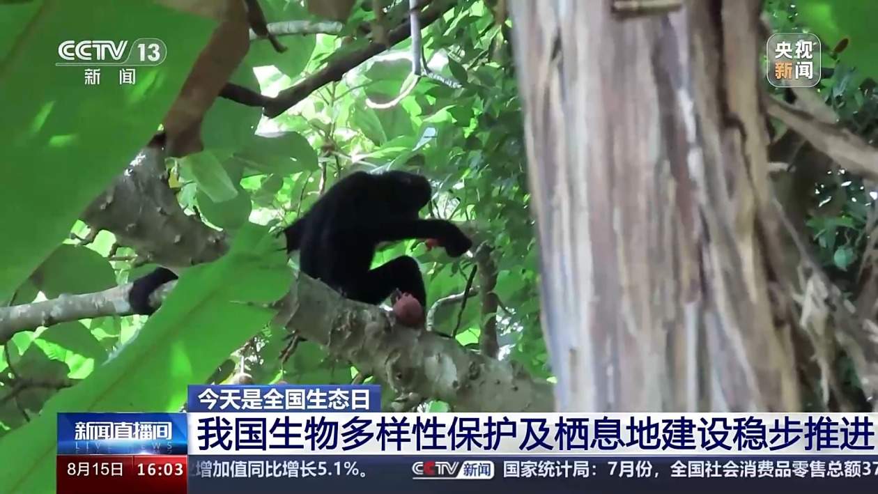 我国森林覆盖率超24%！还有这两项数据，居世界第一