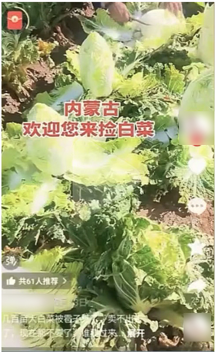 网络谣言引发白菜被“白采” 种植户的损失谁来赔？