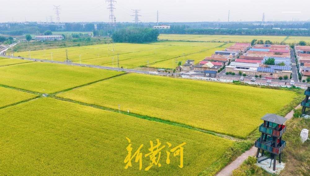 金浪翻涌稻香浓，济南吴家堡席家庄“丰”景如画